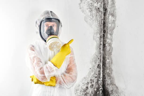 Best Comprehensive Air Testing for Mold Contaminants  in Wellsville, UT